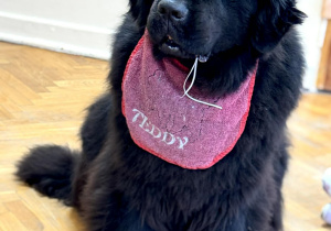 Tedi