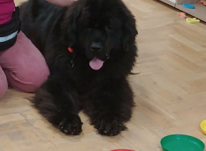 Dogoterapia