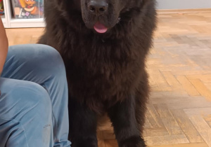 Tedi