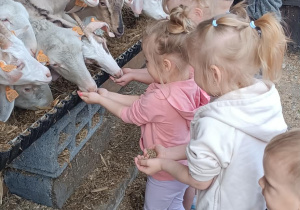 dzieci karmią zwierzątka