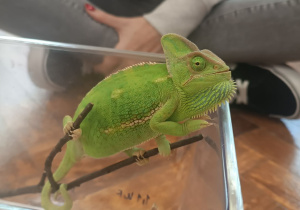 Kameleon