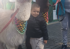 Dziecko przytula alpakę