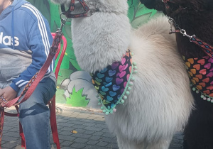 Alpaka