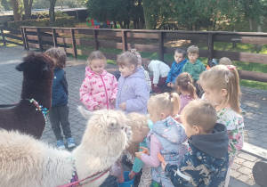 Dzieci przytulają alpaki