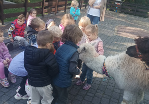 Dzieci przytulają alpaki