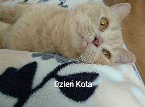 Dzień Kota