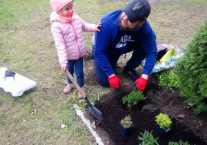 Honoratka i jej tata sadzą rośliny