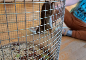 Spotkanie z jeżem i wiewiórką