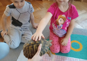 Odwiedziny żółwia i gekona