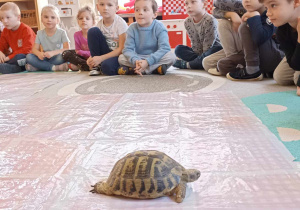 zółw chodzi po ceracie