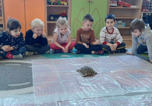 Dzieci obserwują żółwia