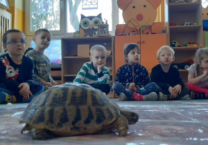 dzieci obserwują żółwia