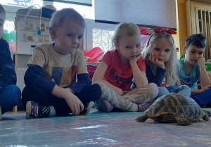 dzieci obserwują żółwia