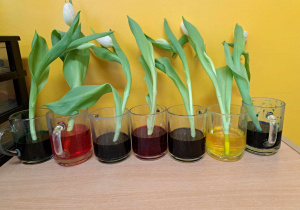 Eksperyment z wodą i białymi tulipanami