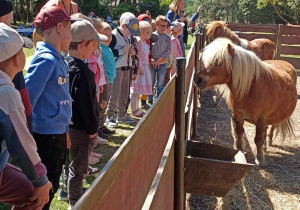 kucyki stoją przy zagrodzie