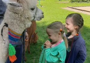 alpaka zjada marchewkę z głowy dziecka