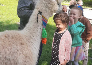 alpaka zjada marchewkę z głowy dziecka