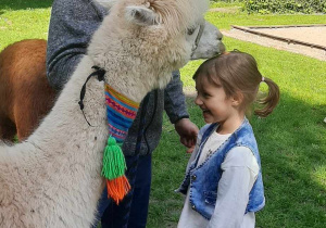 alpaka zjada marchewkę z głowy dziecka