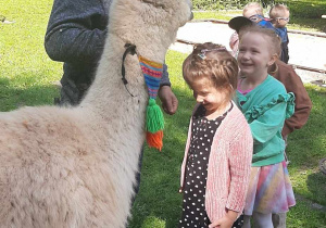 alpaka zjada marchewkę z głowy dziecka