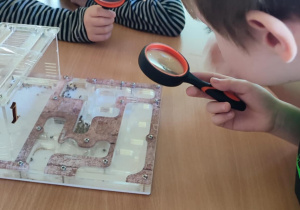 dzieci uczą się ciekawostek o mrówkach