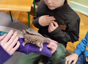 Odwiedziny lotopałanki