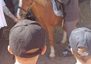 dzieci czyszczą konie
