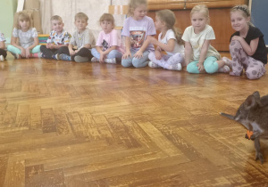 kangur chodzi po podłodze