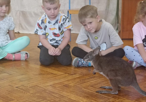 kangur chodzi po podłodze