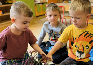 Jeżyki sadzą wrzosy
