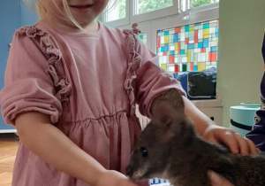 Dziewczynka głaszcze kangura