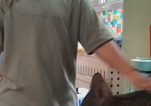 Chłopiec głaszcze kangura