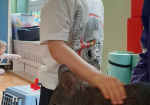 Chłopiec głaszcze kangura