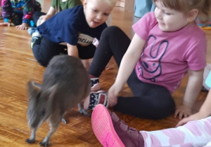 Dzieci głaszczą kangura