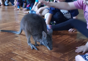 Dzieci głaszczą kangura