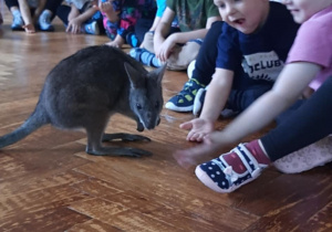 Dzieci głaszczą kangura