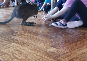 Dzieci głaszczą kangura