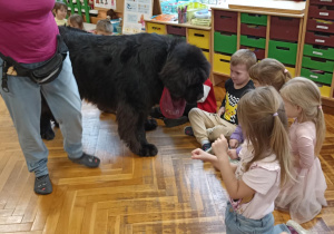 pies szuka smakołyków