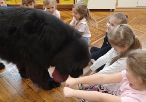 pies szuka smakołyków