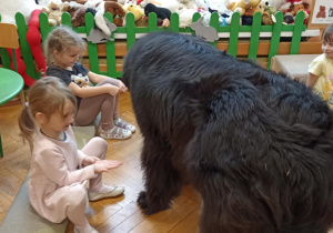 pies szuka smakołyków