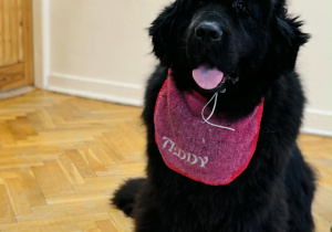 Zabawy edukacyjne z pieskiem