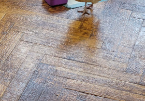 Warsztaty ze zwierzakami