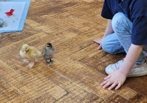 Warsztaty ze zwierzakami