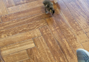 Warsztaty ze zwierzakami