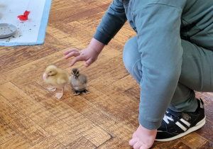 Warsztaty ze zwierzakami