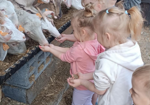 dzieci karmią zwierzątka