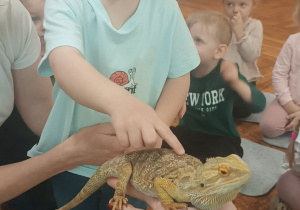 chłopiec głaszcze agame