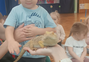 chłopiec głaszcze agame