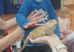 chłopiec głaszcze agame