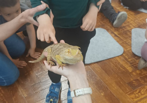 chłopiec głaszcze agame
