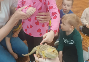 dziewczynka głaszcze agame